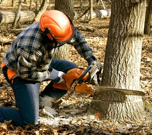 Tree Removal in Sherrill, AR